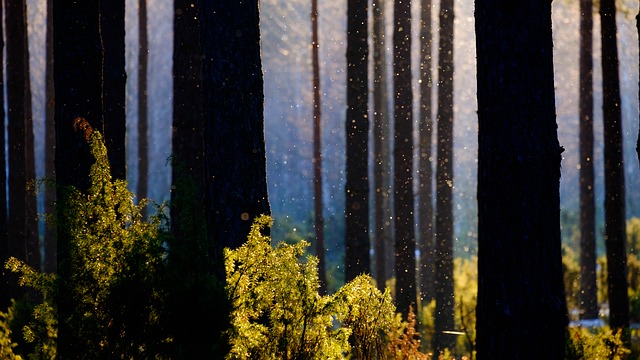 Image by Jarosław Deluga-Góra from Pixabay