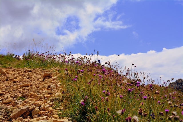 Image by Gianni Crestani from Pixabay
