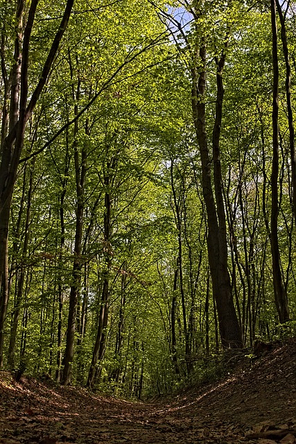 Image by Péter Gulya from Pixabay