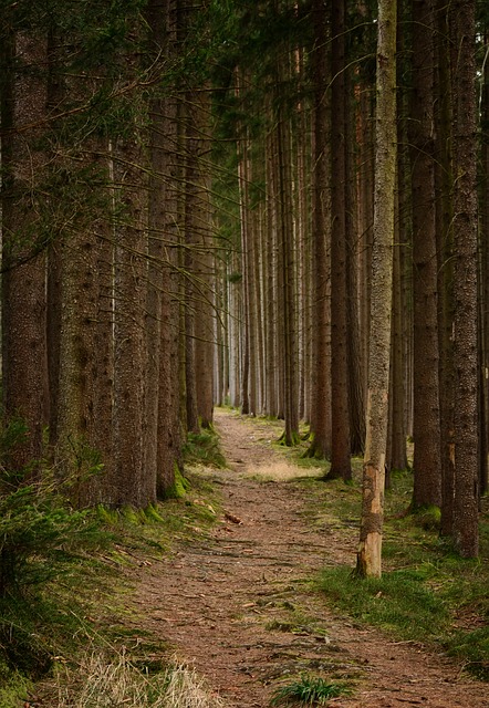 Image by Manfred Antranias Zimmer from Pixabay