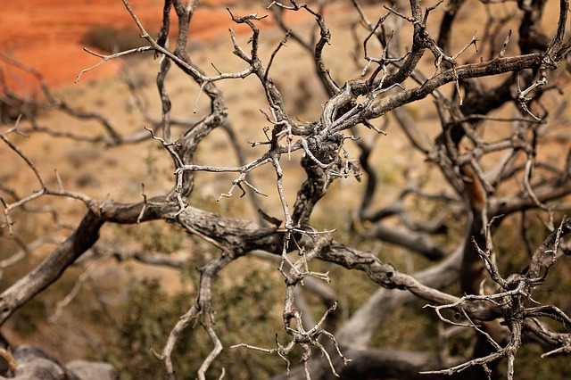 Image by esudroff from Pixabay