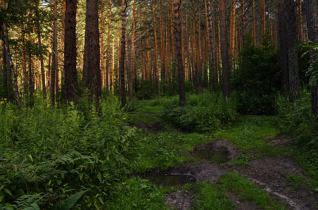 Image by Larisa Koshkina from Pixabay