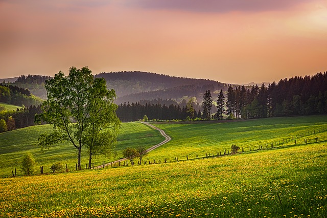 Image by analogicus from Pixabay