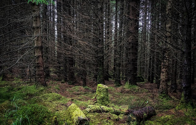 Image by Claire Gillan from Pixabay