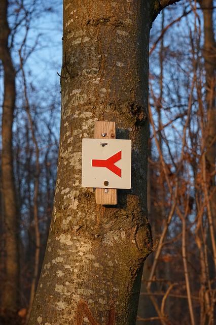 Image by Hans Braxmeier from Pixabay