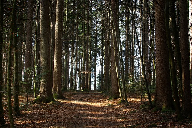 Image by Manfred Antranias Zimmer from Pixabay