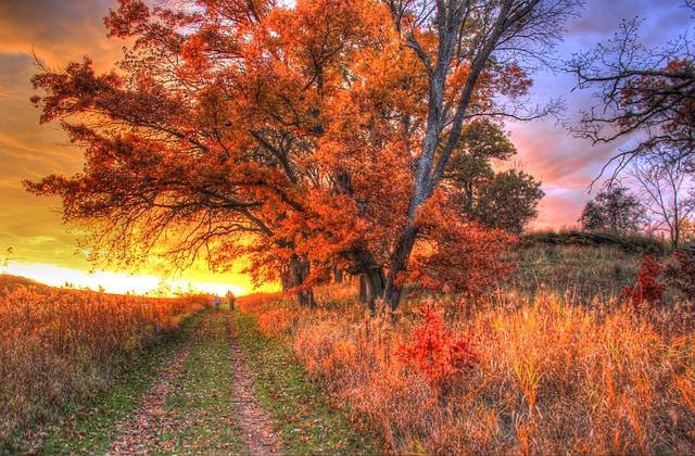 Image by Yinan Chen from Pixabay