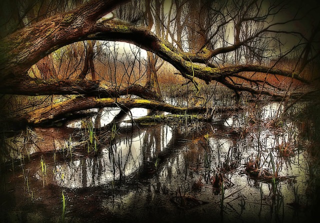 Image by kordula vahle from Pixabay