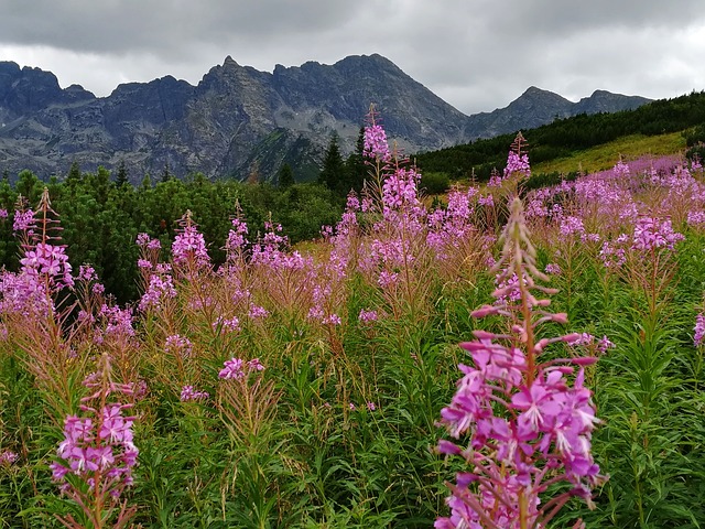 Image by Michał Zimniak from Pixabay
