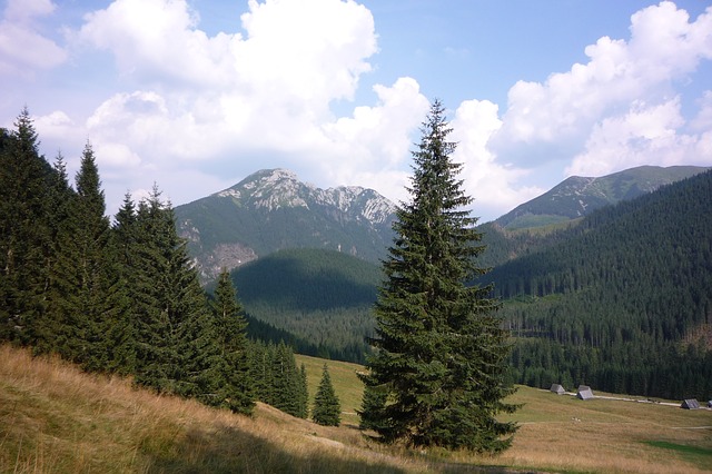 Image by Bodzio855 from Pixabay