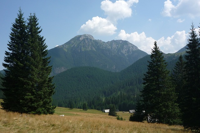 Image by Bodzio855 from Pixabay