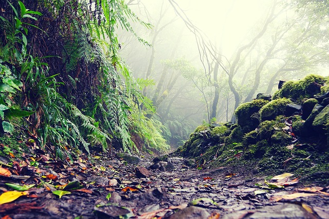 Image by Oliver Mbrax from Pixabay
