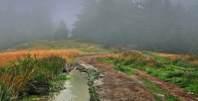 Image by Jerzy Górecki from Pixabay