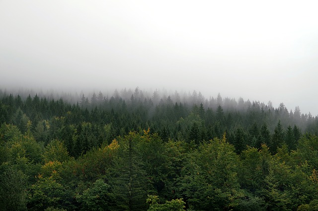 Image by Henryk Niestrój from Pixabay