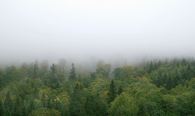 Image by Henryk Niestrój from Pixabay