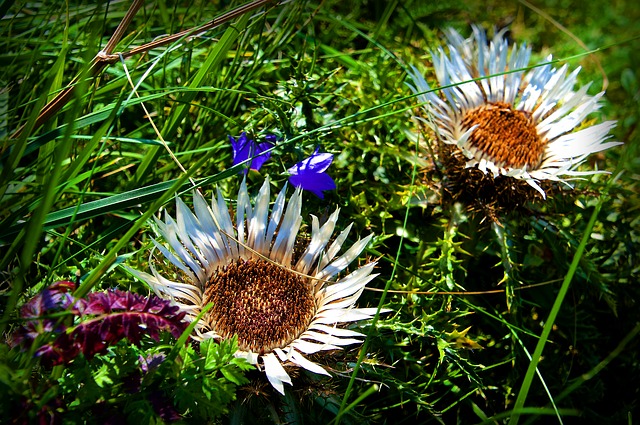 Image by PIRO4D from Pixabay