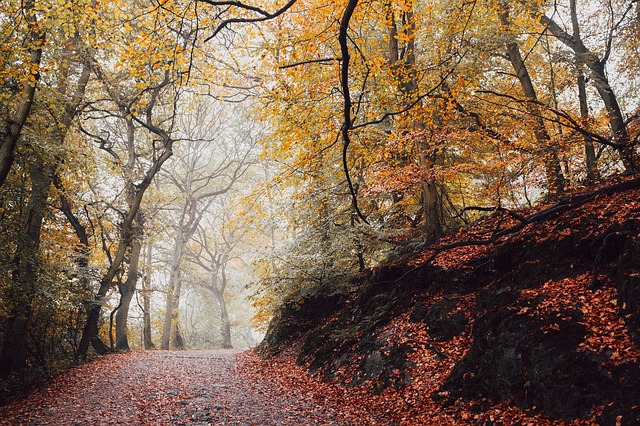 Image by Free-Photos from Pixabay