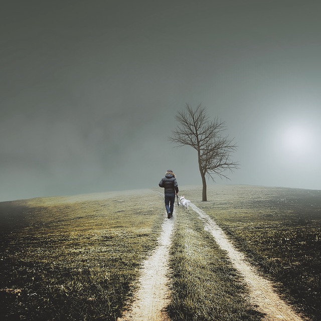Image by Michael Bryant-Mode from Pixabay