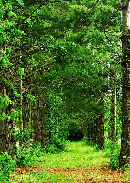 Image by PublicDomainPictures from Pixabay