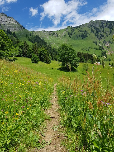 Image by Christian Meier from Pixabay