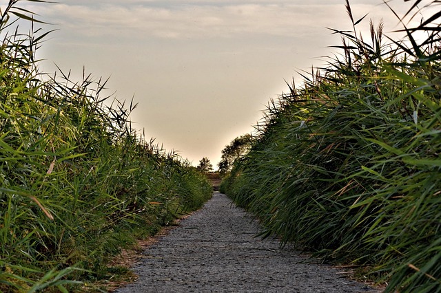 Image by Insa Osterhagen from Pixabay