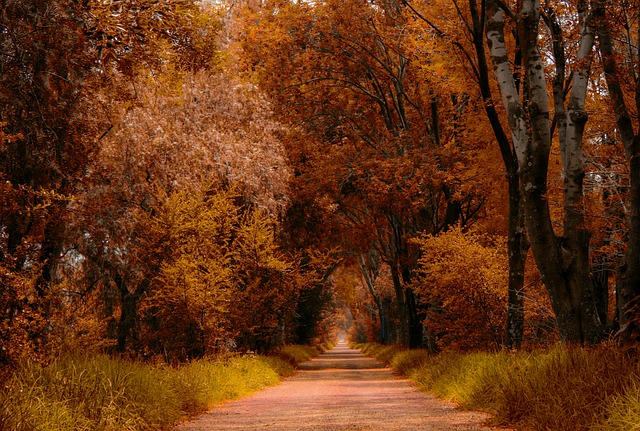 Image by Mario Aranda from Pixabay