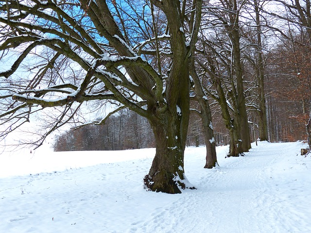 Image by Hans Braxmeier from Pixabay