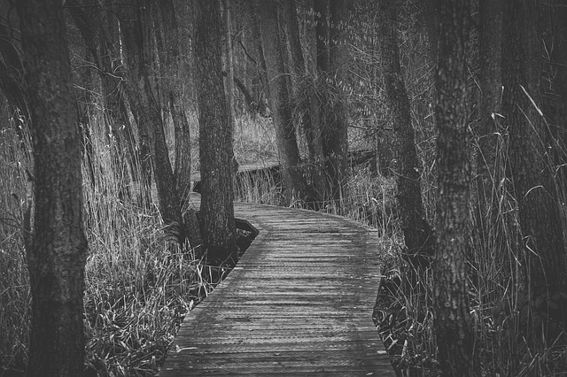 Image by Kira Hoffmann from Pixabay