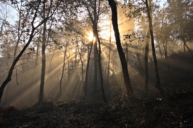 Image by Aleix Solé from Pixabay