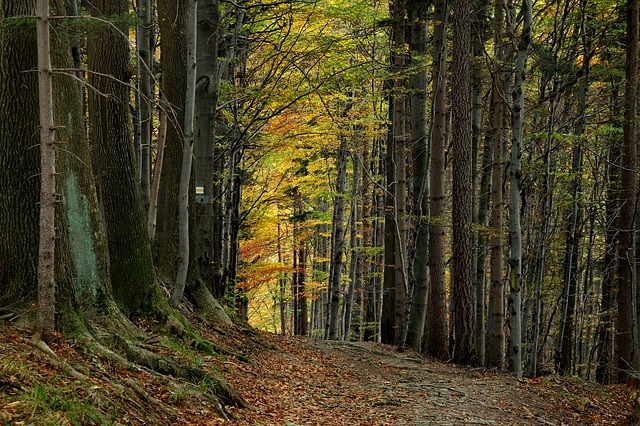 Image by Sebastian Nikiel from Pixabay