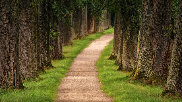 Image by Johannes Plenio from Pixabay