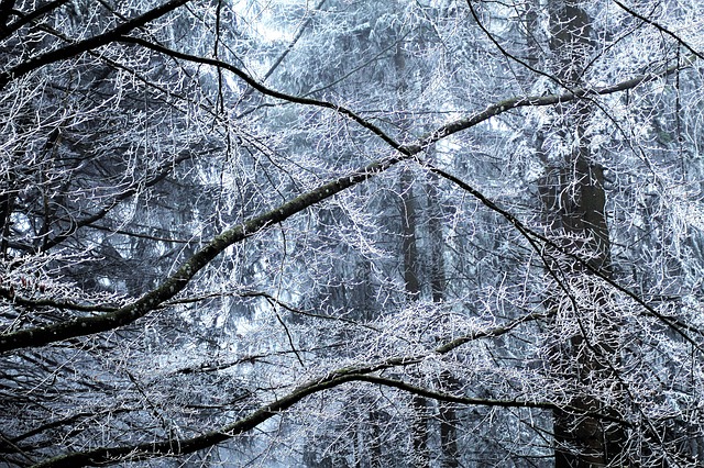 Image by Monika Robak from Pixabay