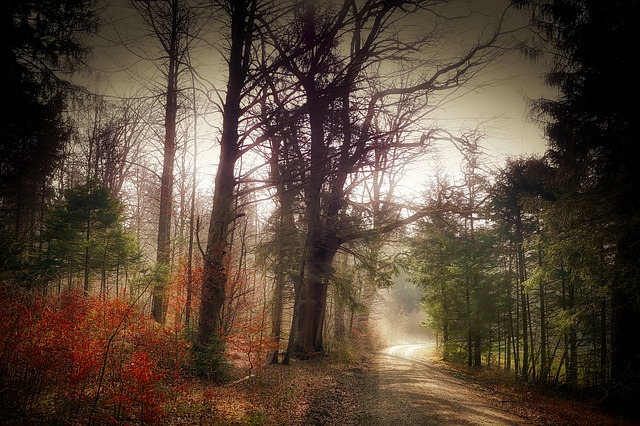 Image by Albrecht Fietz from Pixabay