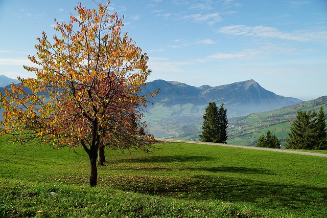 Image by Myri Roet from Pixabay