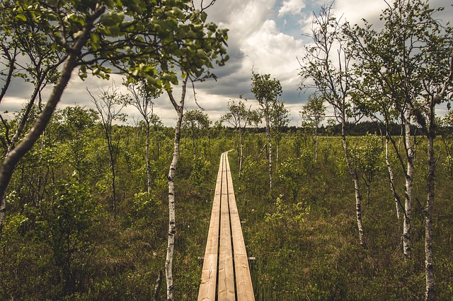 Image by Jonathan Kopka from Pixabay