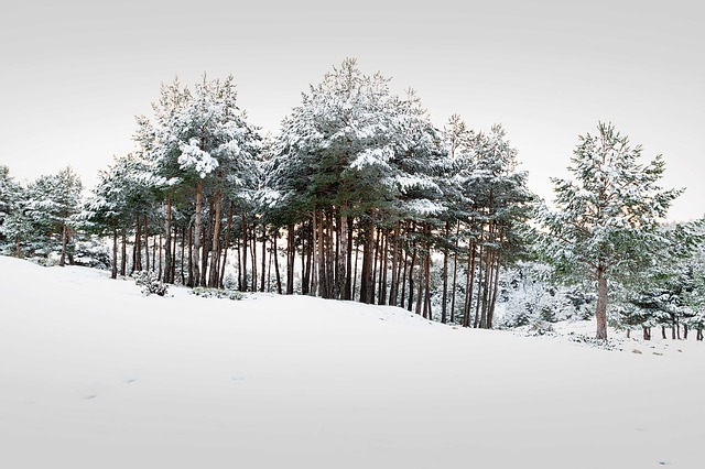Image by Pablo Merino from Pixabay