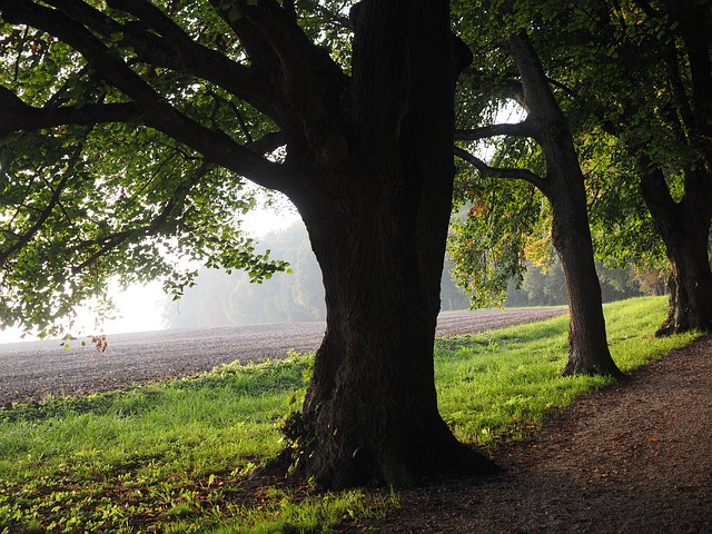 Image by Hans Braxmeier from Pixabay