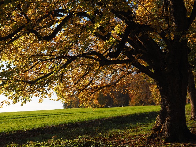 Image by Hans Braxmeier from Pixabay