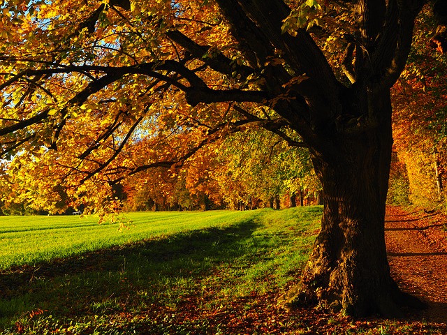 Image by Hans Braxmeier from Pixabay