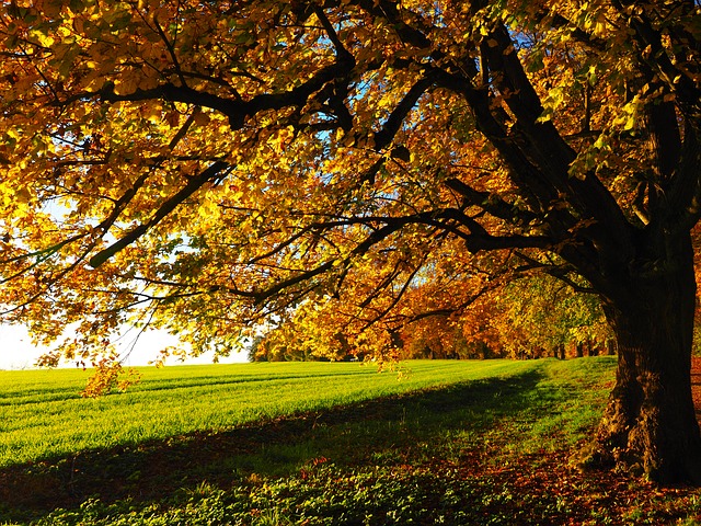 Image by Hans Braxmeier from Pixabay