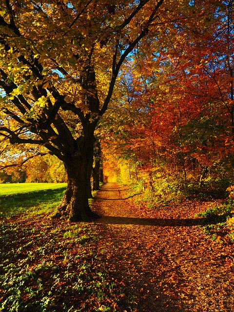 Image by Hans Braxmeier from Pixabay