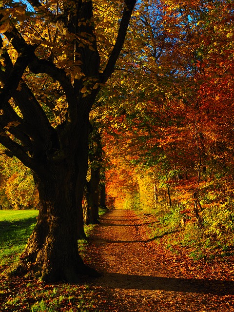 Image by Hans Braxmeier from Pixabay