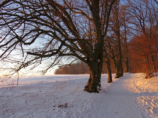 Image by Hans Braxmeier from Pixabay