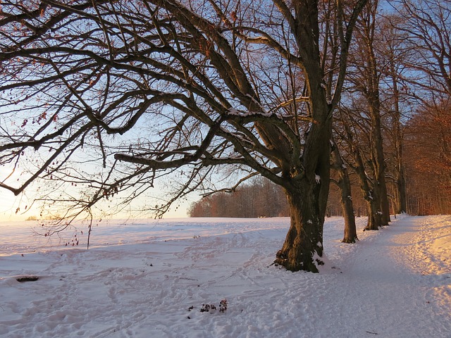 Image by Hans Braxmeier from Pixabay
