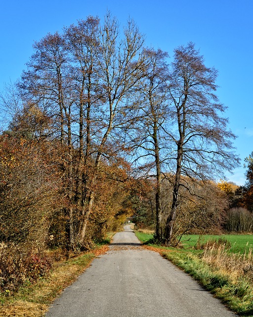 Image by Manfred Antranias Zimmer from Pixabay