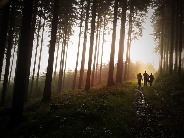 Image by Simon Wijers from Pixabay