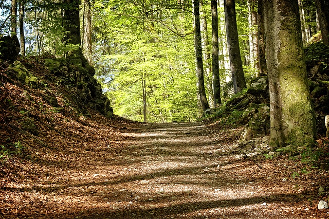 Image by Manfred Antranias Zimmer from Pixabay