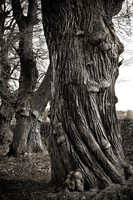 Image by Michael Gaida from Pixabay