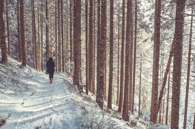 Image by StockSnap from Pixabay