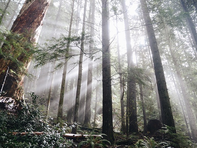 Image by StockSnap from Pixabay